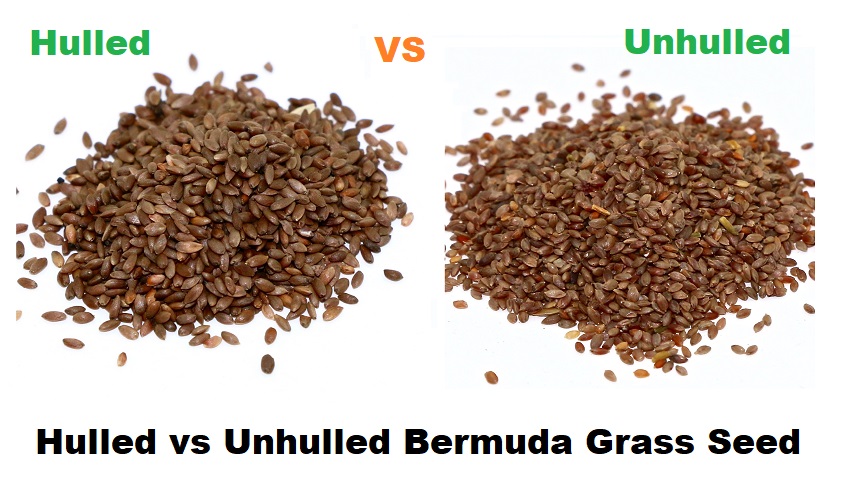 Hulled vs Unhulled Bermuda Grass Seed