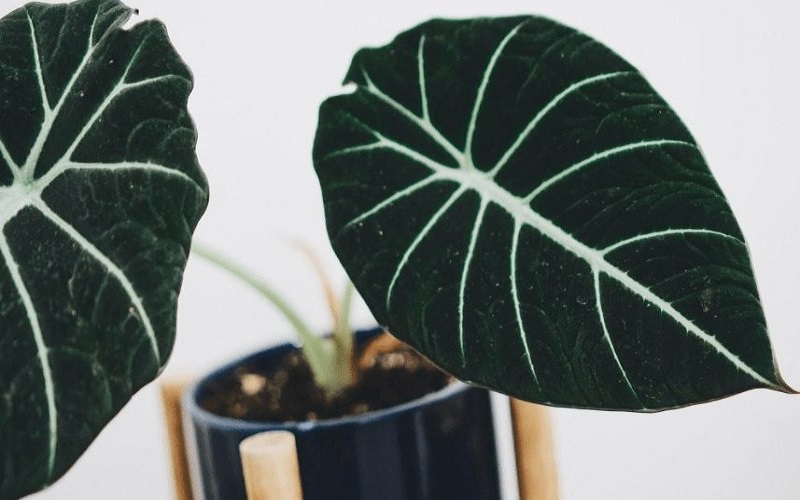 Alocasia Plant