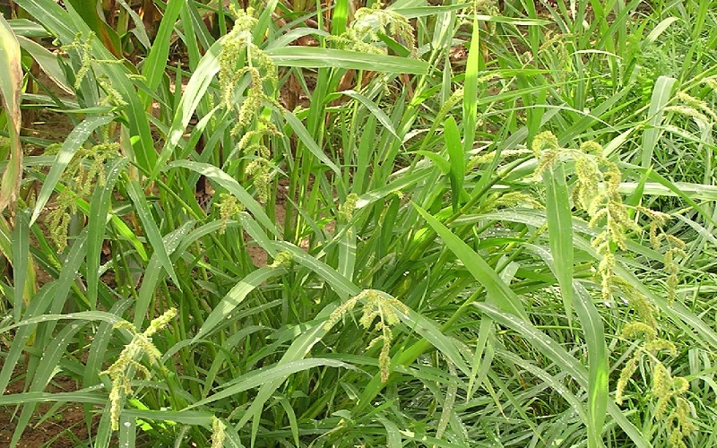 Barnyard Grass