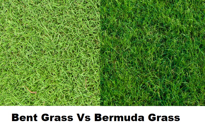Bent Grass Vs Bermuda Grass