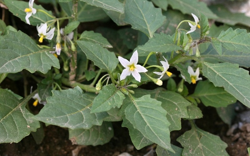 Black nightshade