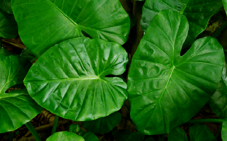 Top 5 Plants That Look Like Elephant Ears | Easy Gardens Life