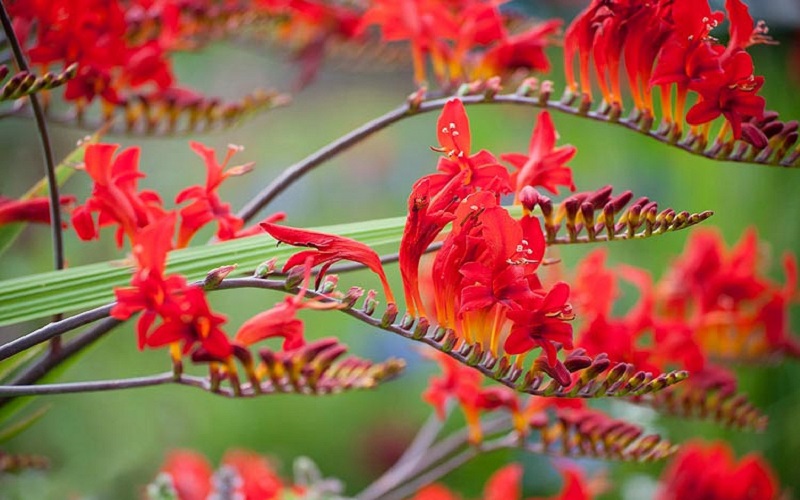 Crocosmia 'Lucifer