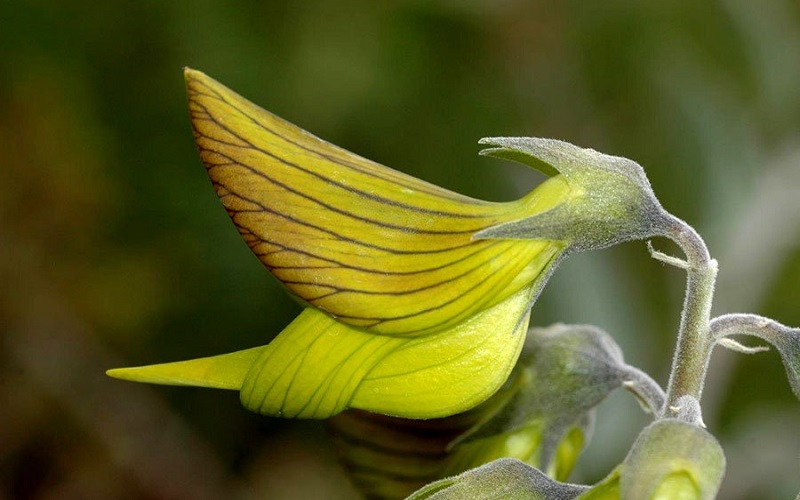 Crotalaria cunninghamii