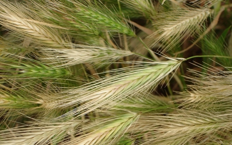 Foxtail plant