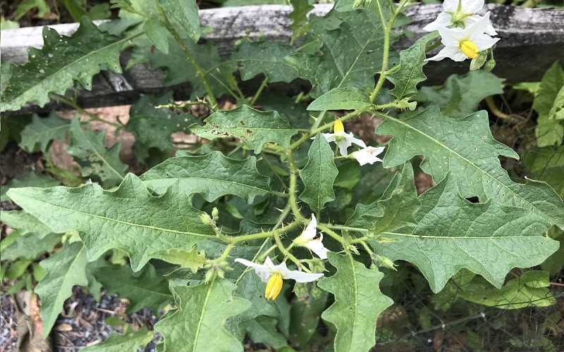 Horse nettle