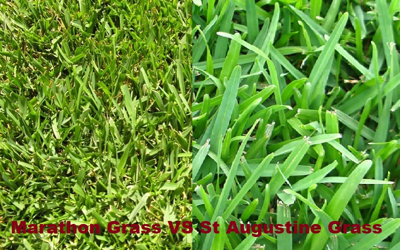 Marathon Grass VS St Augustine Grass