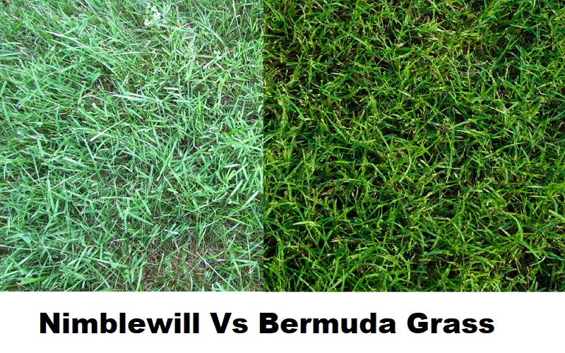 Nimblewill Vs Bermuda Grass