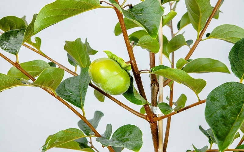 Persimmon plants