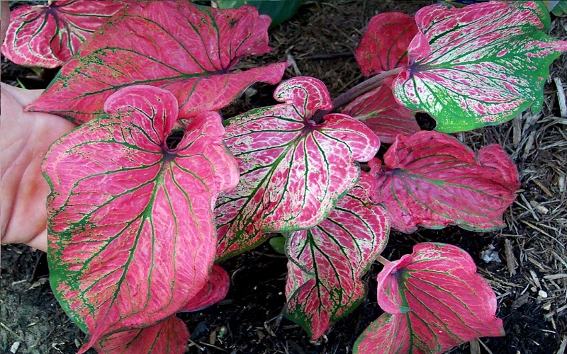 Pink Symphony Plant