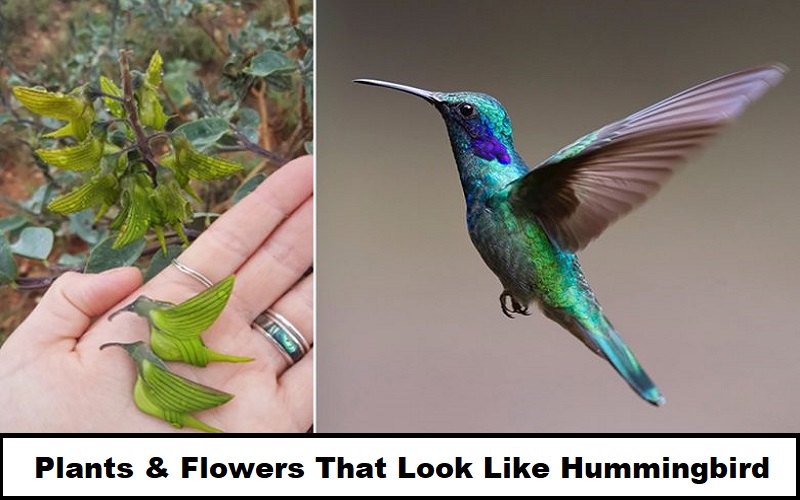 Plants & Flowers That Look Like Hummingbird