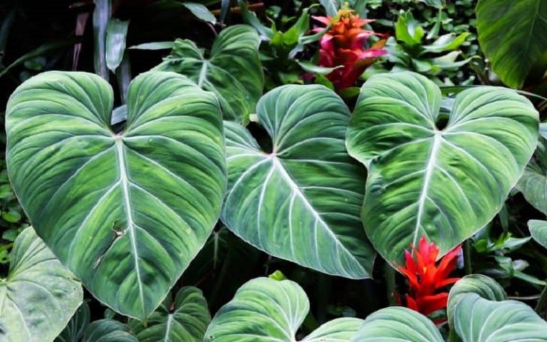 Top 5 Plants That Look Like Elephant Ears | Easy Gardens Life