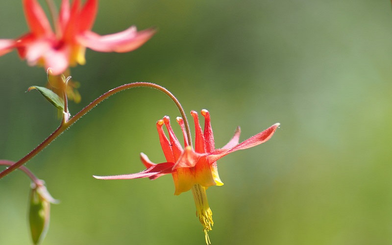 Red columbine