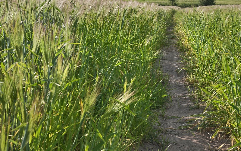 Ryegrass Plant