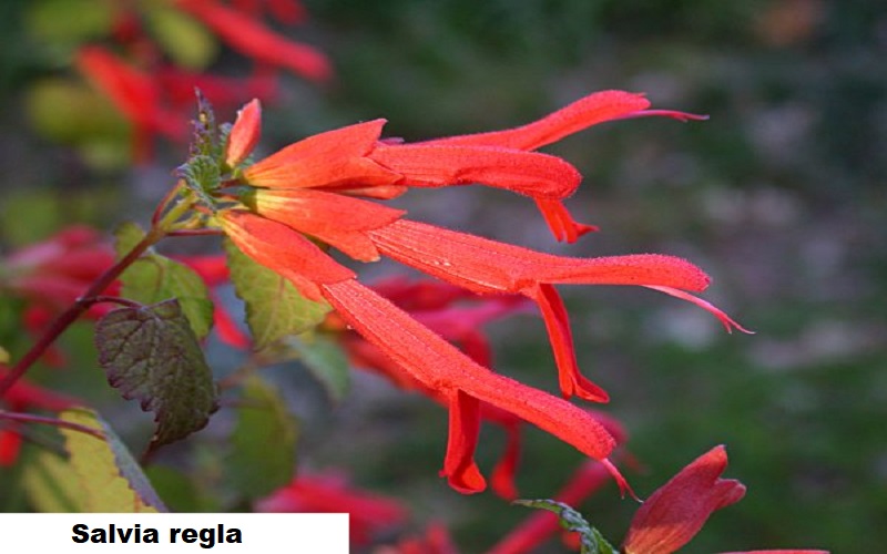 Salvia regla