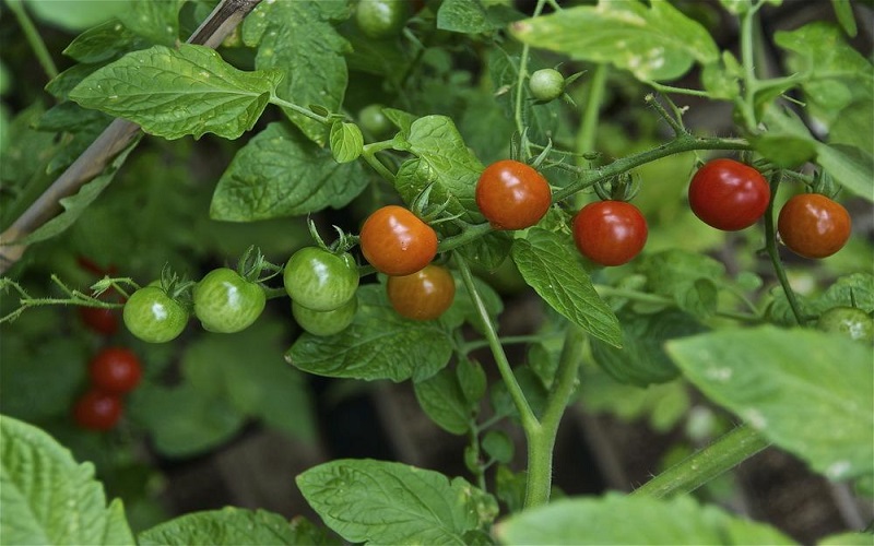 Solanum Pimpinellifolium