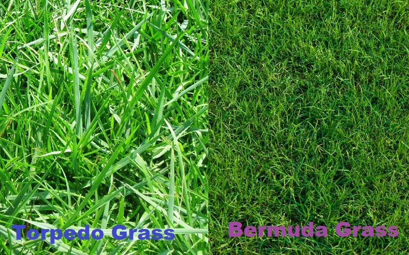 Torpedo Grass Vs Bermuda Grass