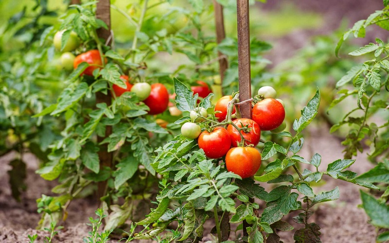 Weeds That Look Like Tomato Plants