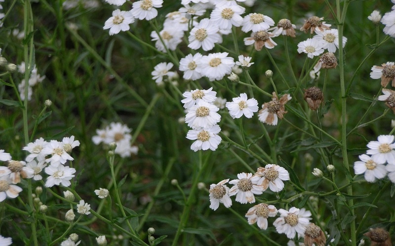 Achillea Ptarmica