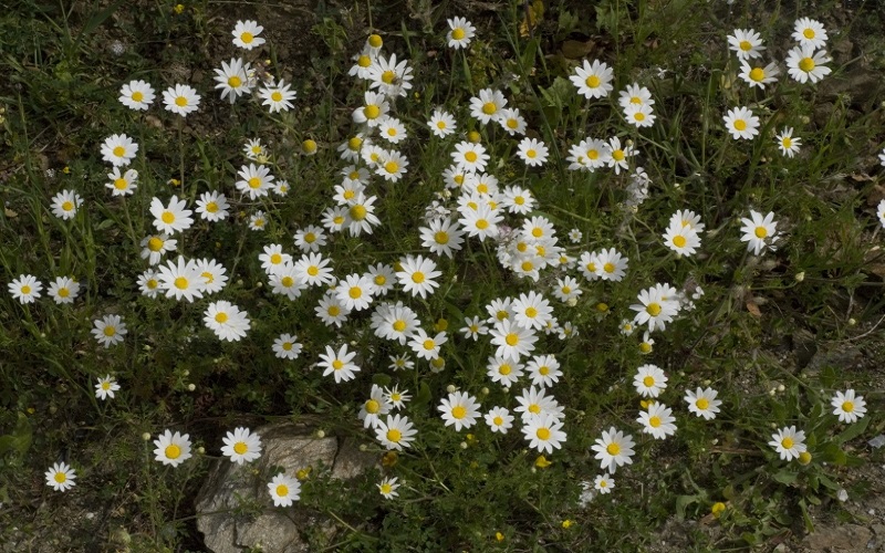 Anthemis Cotula