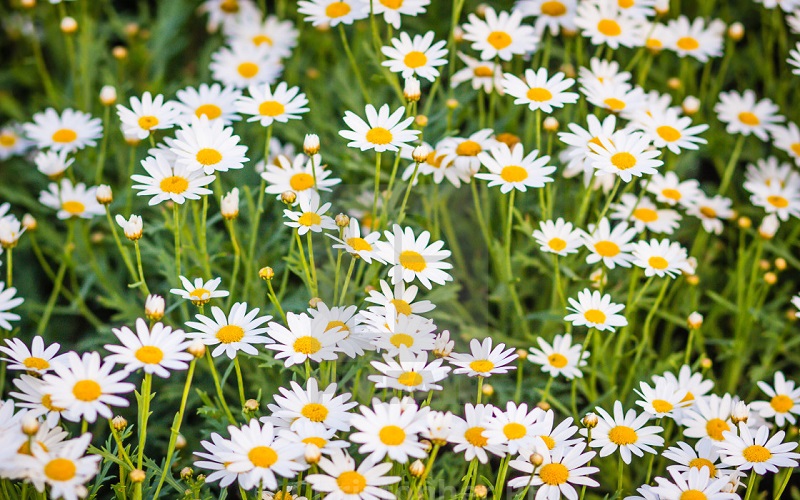 Leucanthemum Vulgare