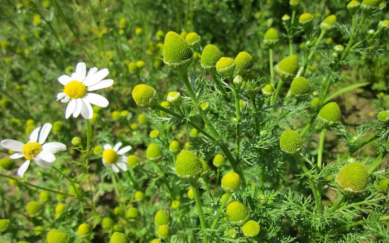 Mricaria discoidea