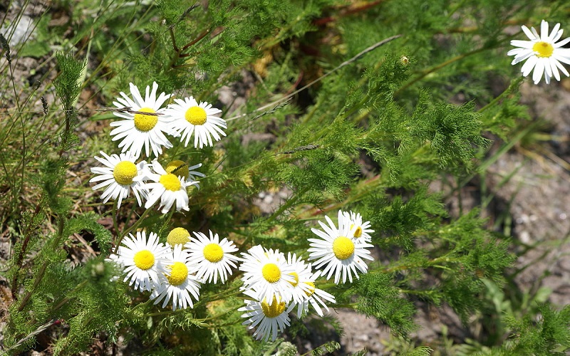 Tripleurospermum Inodorum