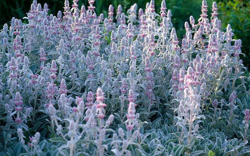 Stachys Byzantina