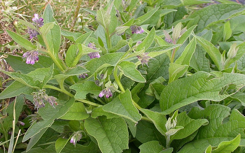 Symphytum Officinale