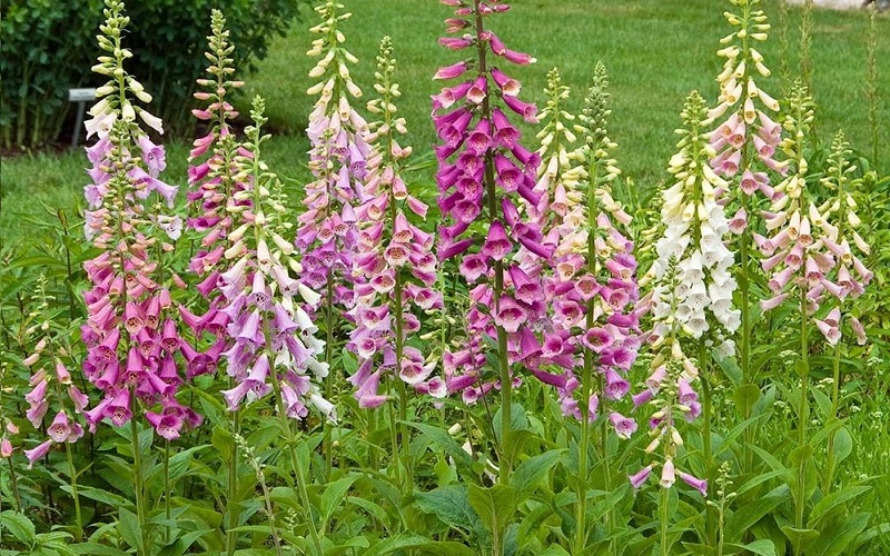 digitalis purpurea