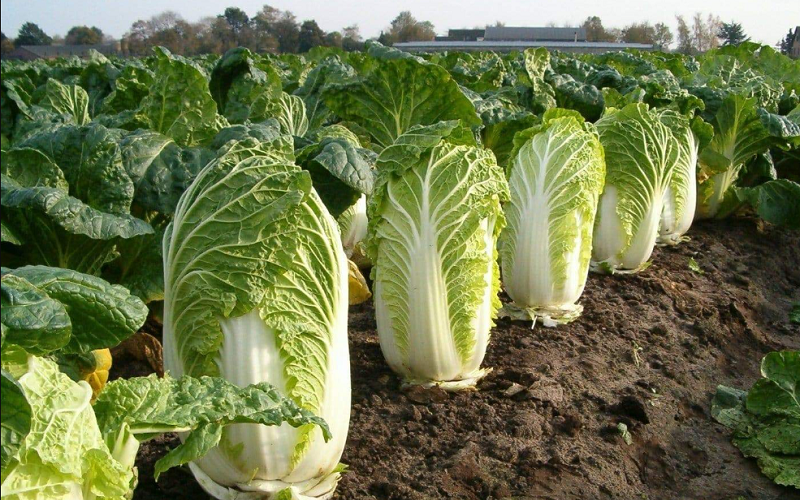 Celery Cabbage
