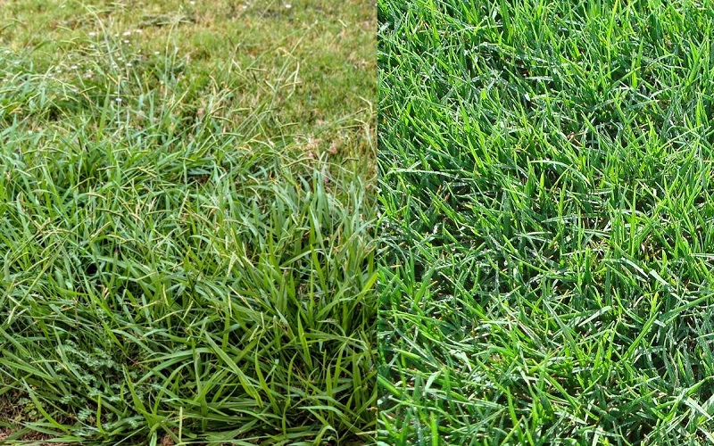 Crabgrass vs Bermuda Grass
