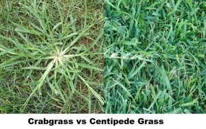 Crabgrass vs Centipede Grass