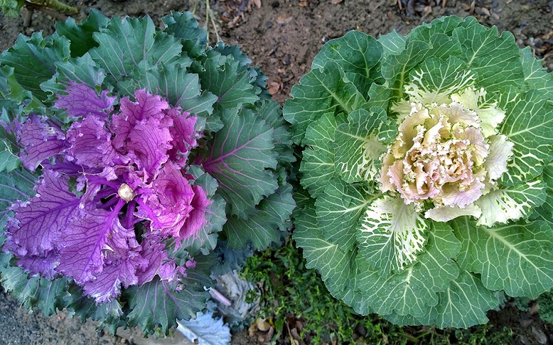 Ornamental Cabbages