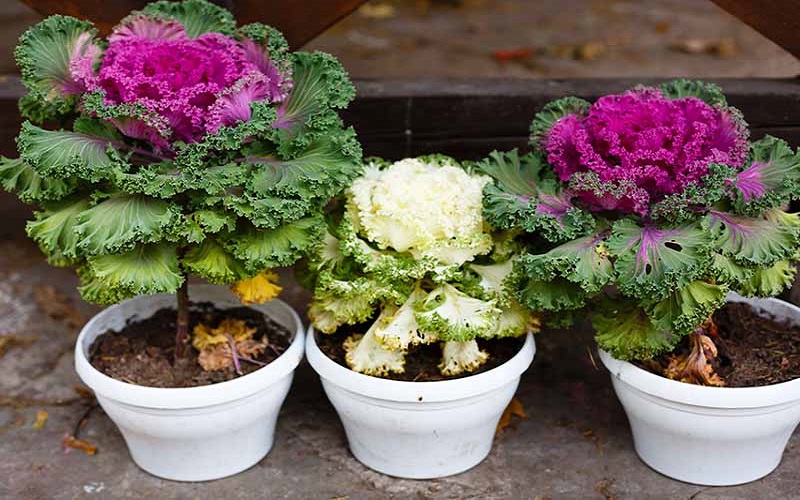 Ornamental kale