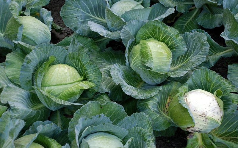 Plants That Look Like Cabbage