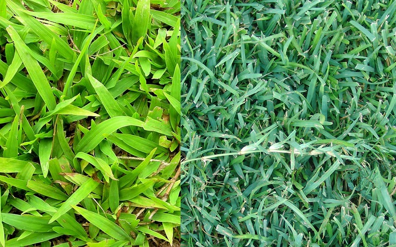 Carpet Grass Vs Centipede Grass
