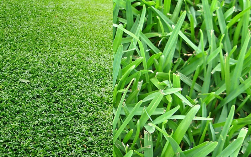 Carpet Grass Vs St Augustine