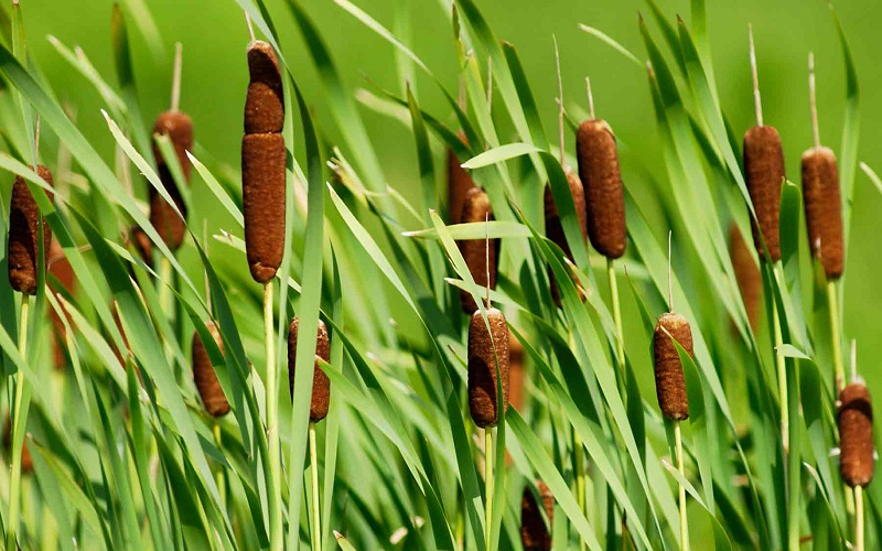 Common Cattails