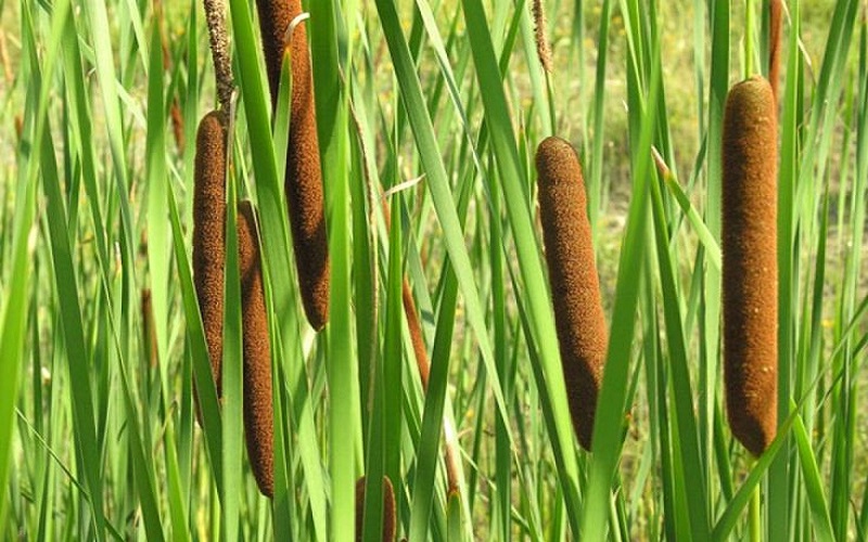 Plants that look like hot dogs
