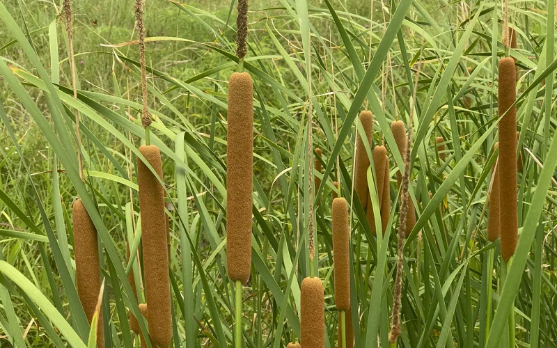 Typha Domingensis