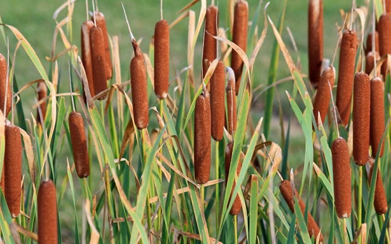 Typha Laxmannii