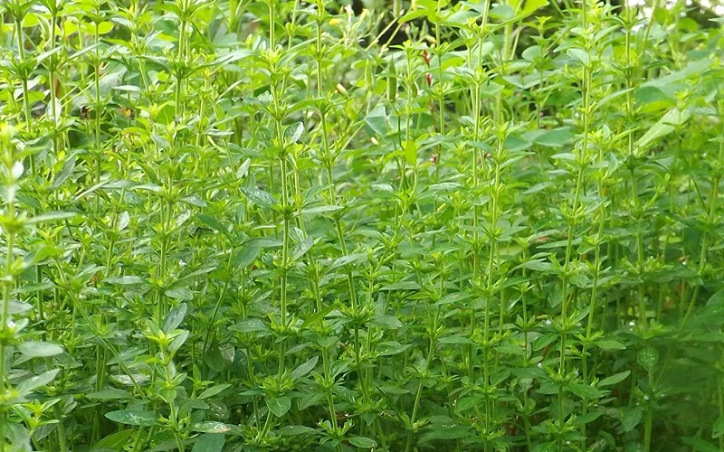 American Pennyroyal (Hedeoma Pulegioides)