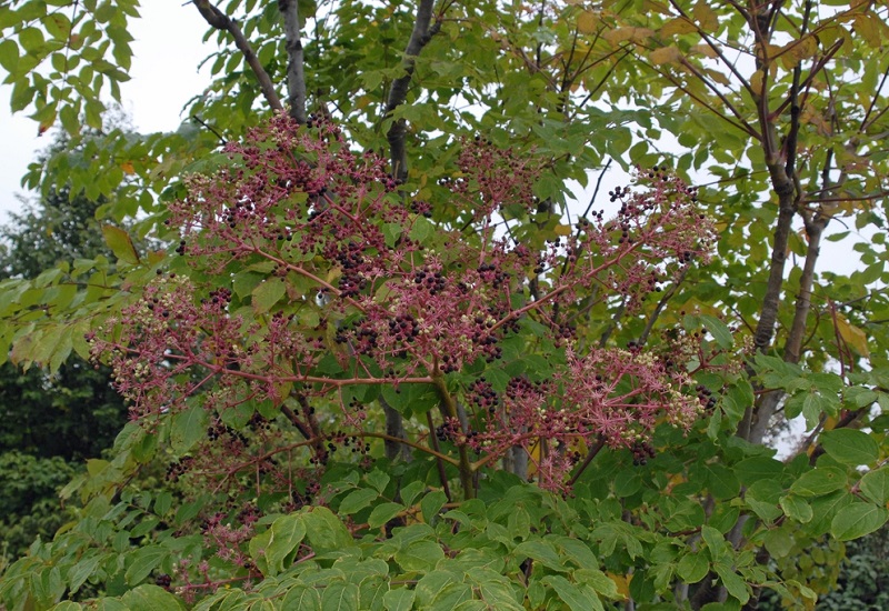 Aralia Spinosa Plant