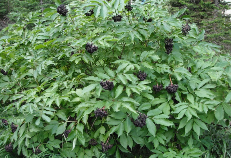 Blue Elderberry