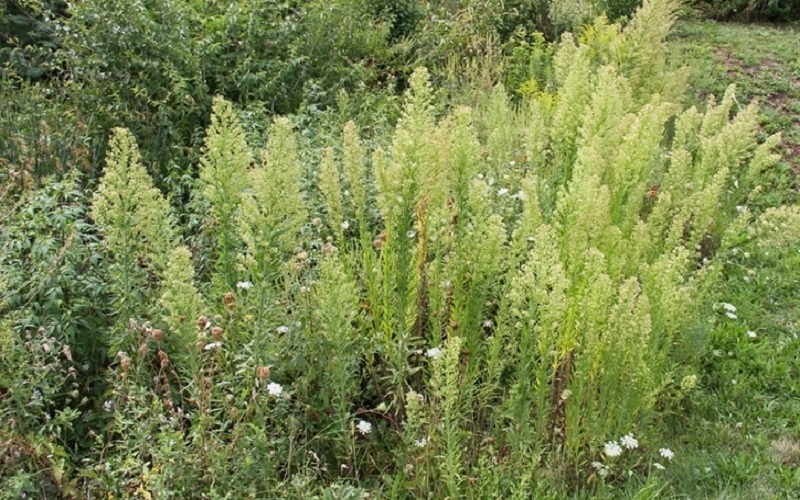 Canadian horseweed