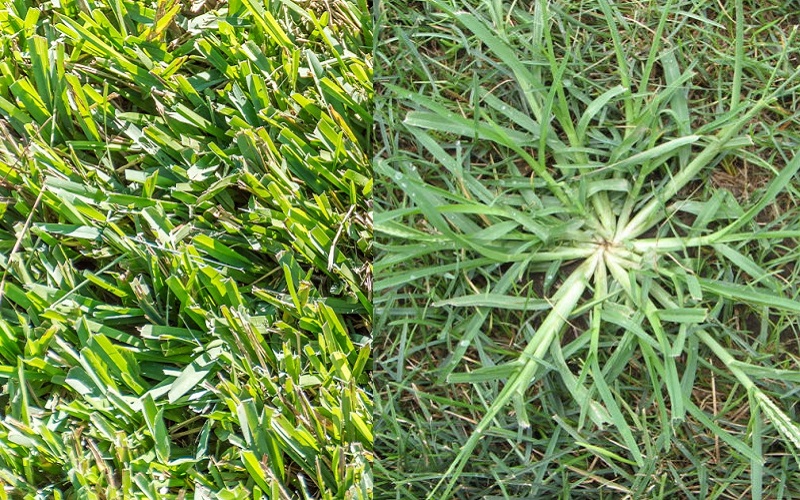 Centipede Grass vs Crabgrass
