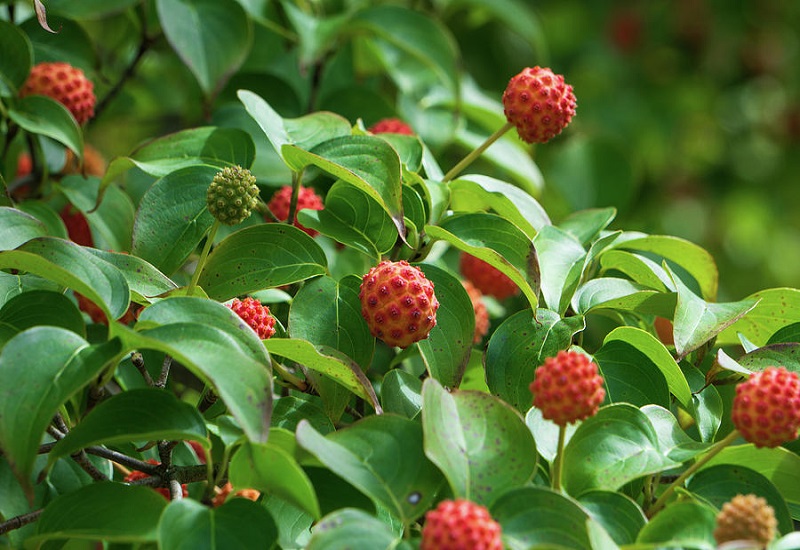 Dogwood Fruit