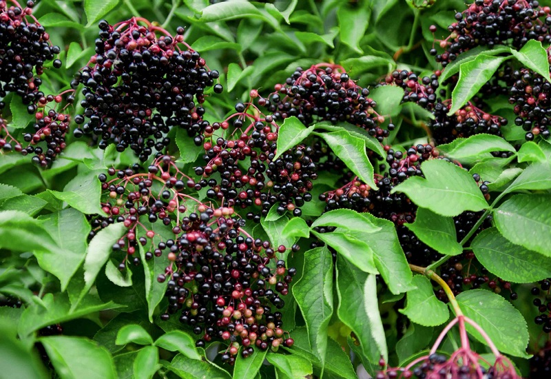 Elderberry Plant