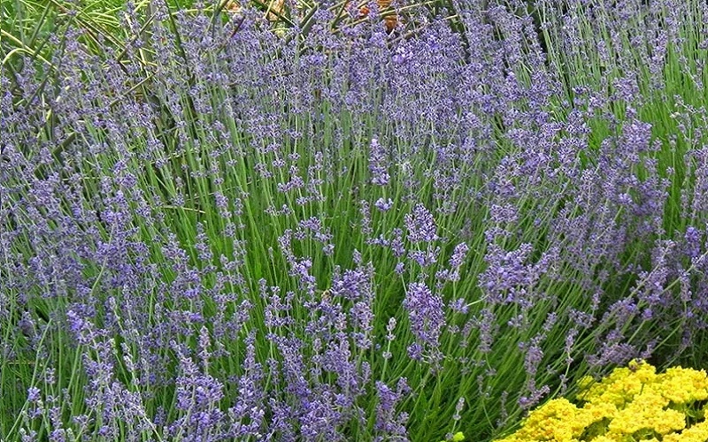 Lavender (Lavender Angustifolia)